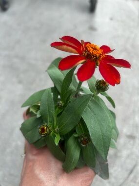 Red Zinnia Blooming Potted Plant - Decorative Home Accent